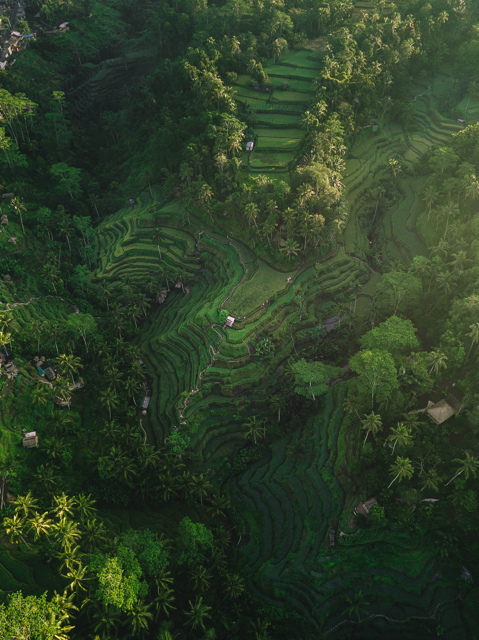 Aerial view of Tegallalang Rice Terraces in Ubud, Bali
