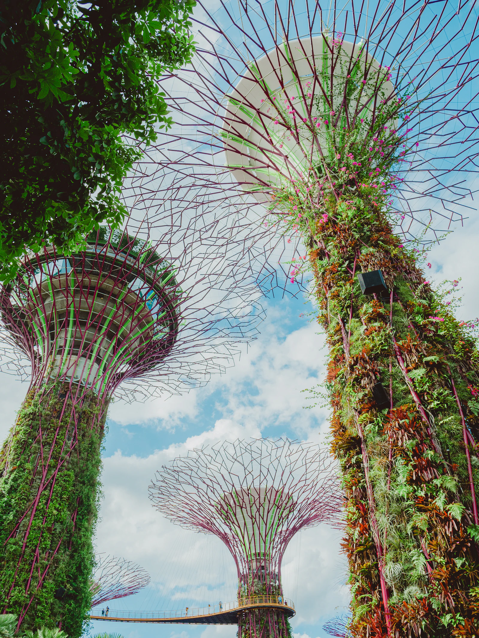 Supertrees at Gardens by the Bay, Singapore